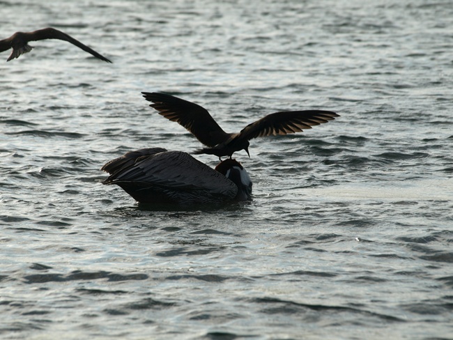 ../../Pictures/050210/092 Pelikan mit Mitesser.JPG